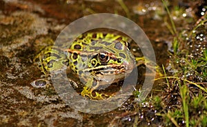 Northern leopard frog (Lithobates pipiens) photo