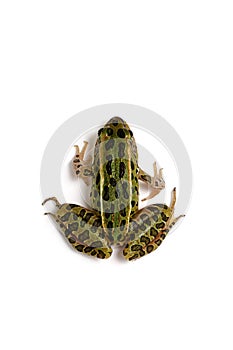 Northern Leopard Frog (Lithobates pipiens)