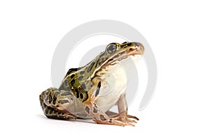 Northern Leopard Frog (Lithobates pipiens)