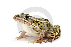 Northern Leopard Frog (Lithobates pipiens) photo