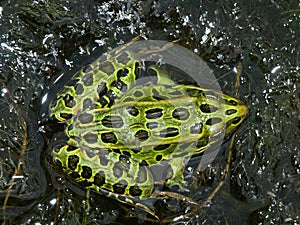 Northern Leopard Frog (Rana pipiens)