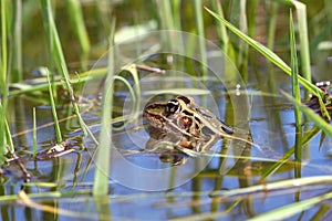 Northern Leopard Frog (Rana pipiens)