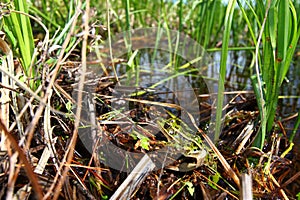 Northern Leopard Frog (Rana pipiens)