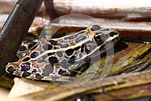 Northern Leopard Frog (Rana pipiens) photo