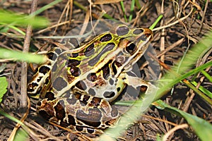 Northern Leopard Frog (Rana pipiens)