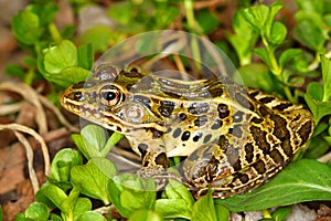 Northern Leopard Frog (Rana pipiens)