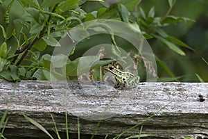 The northern leopard frog waiting for prey.
