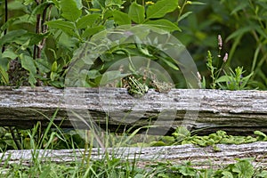 The northern leopard frog waiting for prey.