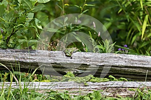 The northern leopard frog waiting for prey.