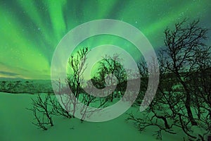 Northern lights above trees in a winter landscape.