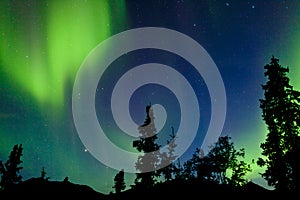 Northern Lights Aurora borealis swirls Yukon taiga