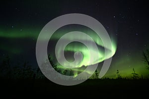 Northern lights over forestscape creating a mythical dragon shape in the night photo