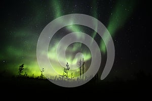 Northern lights over forestscape and dead trees in the night photo