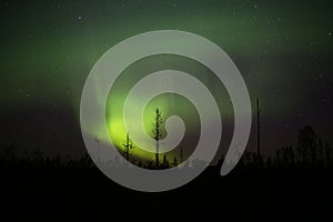 Northern lights over forestscape in the night photo