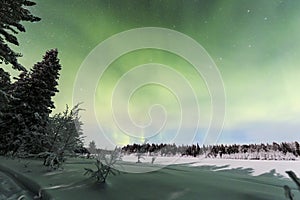 Northern lights in the spruce forest