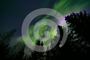 Northern lights and tree tops