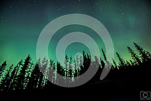 Northern Lights with Trees