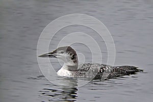 Northern Loon, Gavia immer, in winter