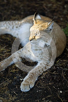 Northern lynx luxuriates