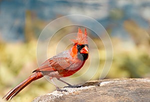Northern male red cardinal bird  with pointy crown