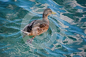 Northern Mallard Duck - Anas platyrhynchos platyrhynchos