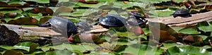 The northern map turtle or common map turtle