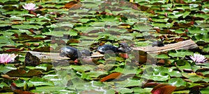 The northern map turtle or common map turtle