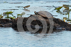 Northern Map Turtle - Graptemys geographica