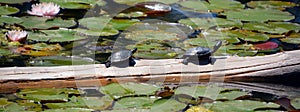 The northern map turtle Graptemys geographica