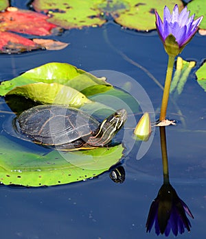 The northern map turtle Graptemys geographica