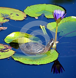 The northern map turtle Graptemys geographica