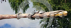 The northern map turtle (Graptemys geographica)