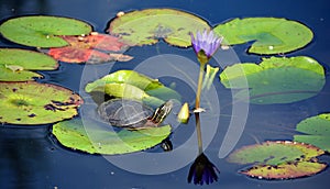 The northern map turtle (Graptemys geographica)