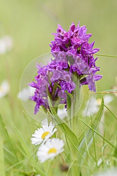 Northern Marsh-orchid - Dactylorhiza purpurella