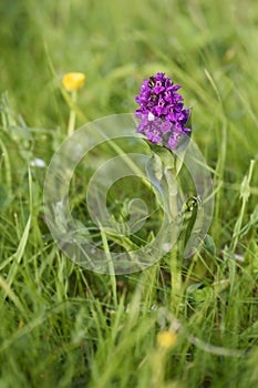 Northern Marsh-orchid - Dactylorhiza purpurella