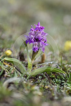 Northern Marsh-orchid - Dactylorhiza purpurella