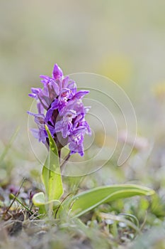 Northern Marsh-orchid - Dactylorhiza purpurella