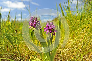 Northern Marsh Orchid (Dactylorhiza purpurella)