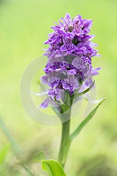 Northern Marsh-orchid - Dactylorhiza purpurella