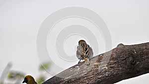 Northern Masked Weaver, ploceus taeniopterus, Males fighting, in flight, Flapping wings, Baringo Lake in Kenya,
