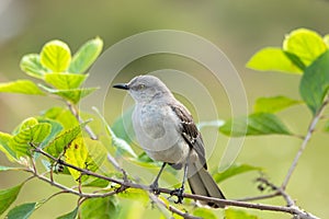 Northern mocking bird (Mimus polyglottos)