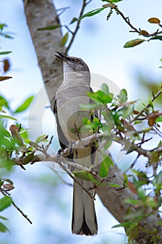 Northern Mocking Bird (Mimus polyglottos) Singing