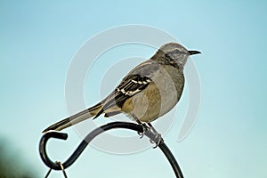 Northern Mocking Bird Perched on Pole