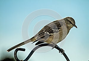 Northern Mocking Bird Perched on Pole