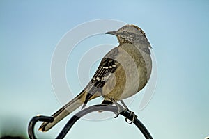 Northern Mocking Bird Perched on Pole