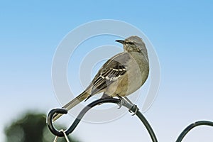 Northern Mocking Bird Perched on Pole