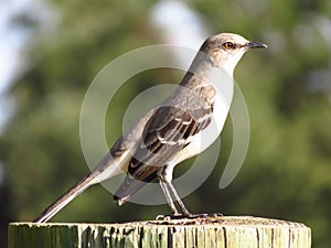 Northern Mocking Bird Resting on the Log