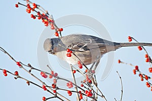 Northern Mockingbird