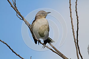 Northern Mockingbird photo