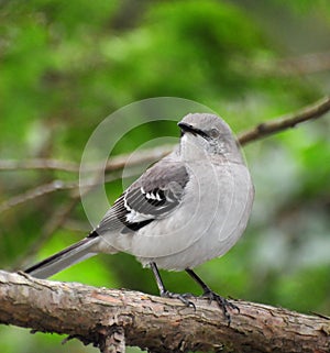 Northern Mockingbird